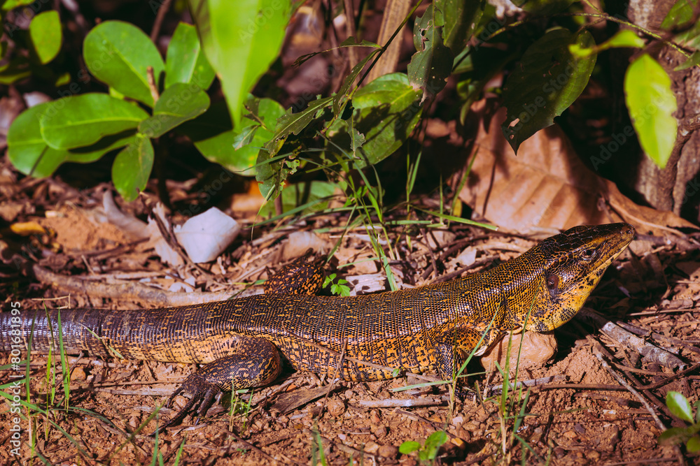 grande lagarto visto em parque da cidade de Cuiabá grande lagarto visto em parque da cidade de Cuiabá