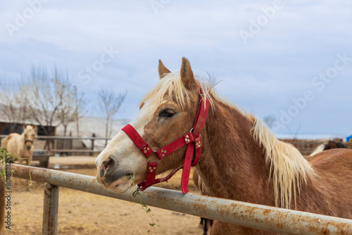 A pinto horse peeks out from behind a fence in a Turkish village. (ID: 801681825)
