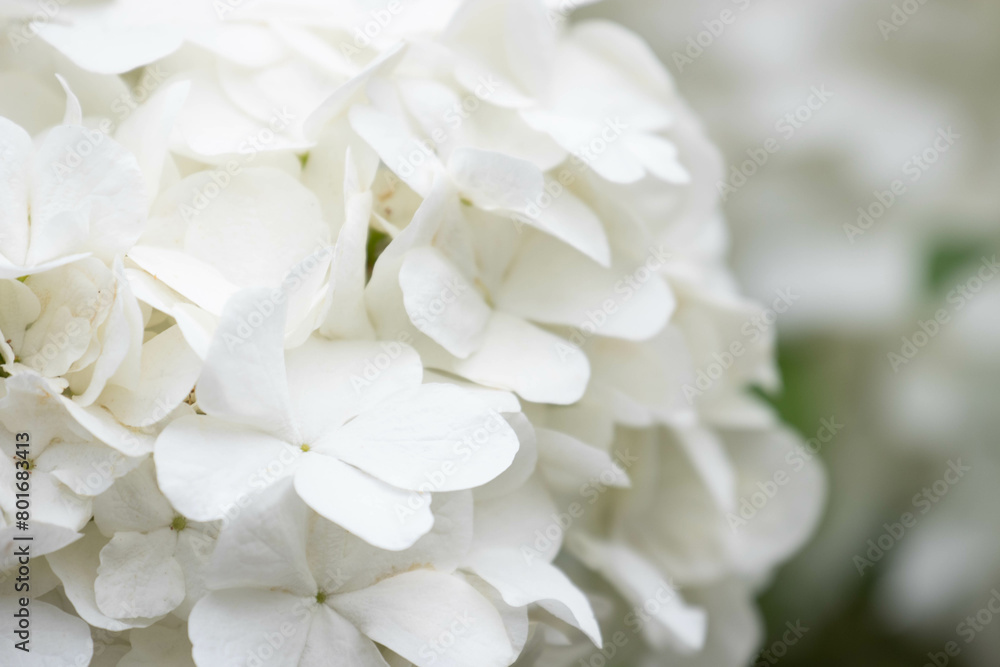 Fototapeta premium Summer concept, Close up Blooming white Hydrangea