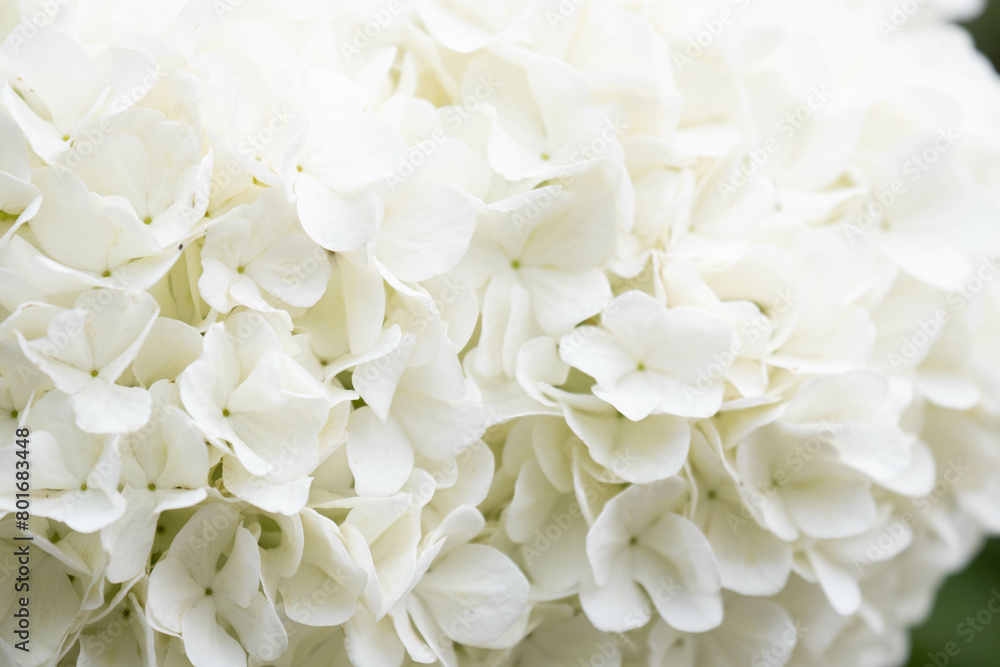 Summer concept, Close up Blooming white Hydrangea Summer concept, Close up Blooming white Hydrangea