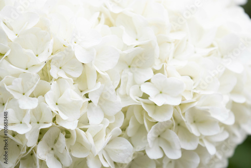 Summer concept, Close up Blooming white Hydrangea