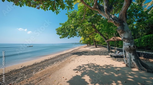 Tranquil beach scene with pine tree branches framing a view of calm blue waters