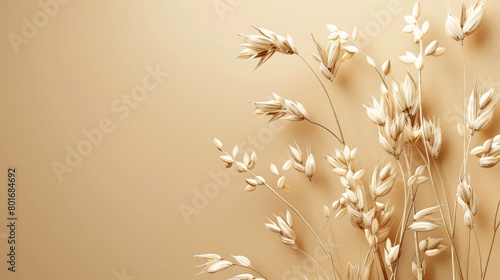 Dry oat plant florets in big copy space
 photo