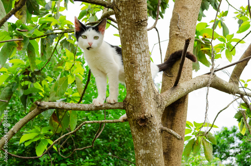 A Cat in an Avocado Tree