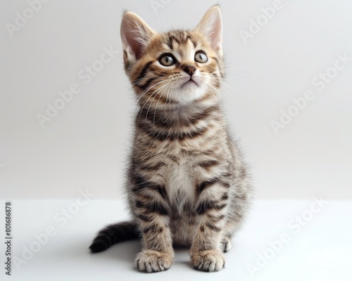 Adorable tabby kitten sitting and looking up with wide eyes, showcasing the innocence and curiosity of young cats in a cute and heartwarming moment © Ross