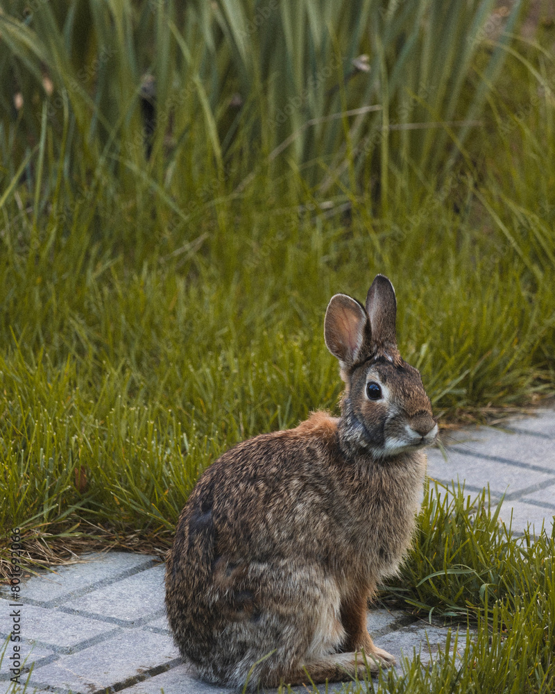 Fototapeta premium hare