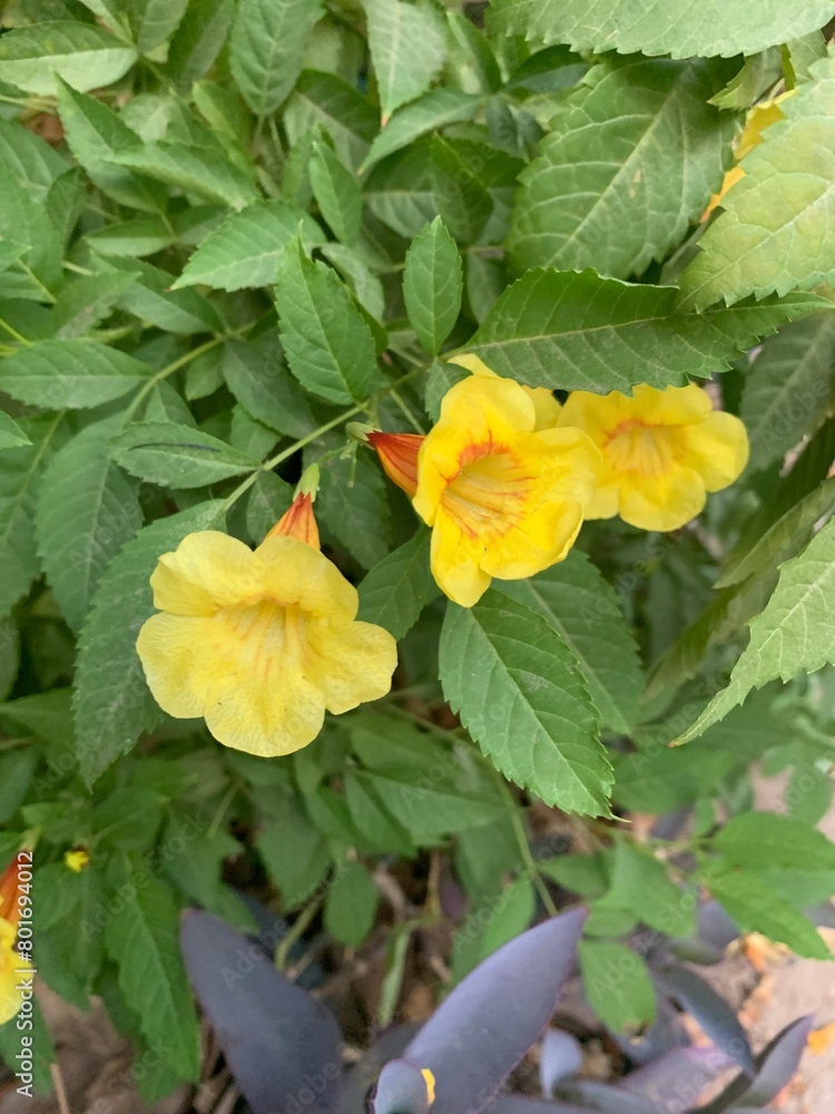 Picture of a small yellow flower .The background is blurred green leave.