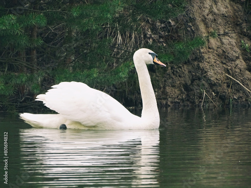 swans on the lake