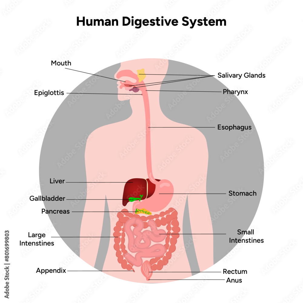 Human Digestive System anatomy diagram Stock Vector | Adobe Stock