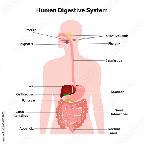 Human Digestive System anatomy
