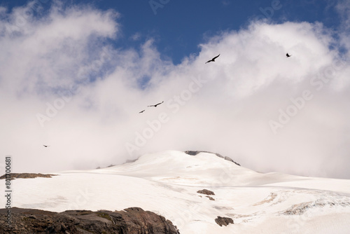 Andean condor, Vultur, gryphus, family, flying over Glacier Alerce ice field and snowy mountains in Tronador hill.	 photo