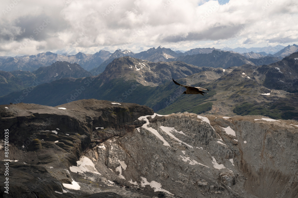View of an Andean condor, Vultur gryphus, flying over glacier Alerce and Tronador hill, in Patagonia Argentina.	
