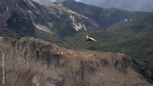 View of an Andean condor, Vultur gryphus, flying over glacier Alerce and Tronador hill, in Patagonia Argentina.