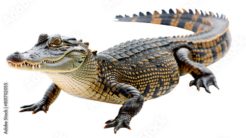 Crocodile