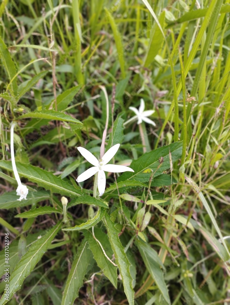 Obraz premium Bali Island : white flower in the grass