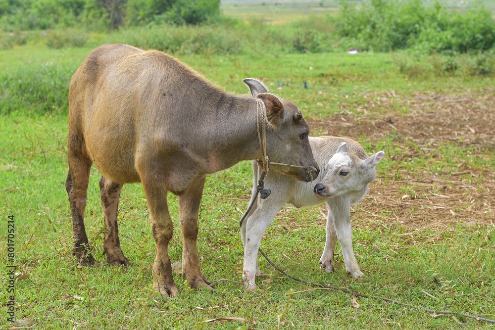 Mother buffalo and baby buffalo are eating grass in the field, mother buffalo and baby buffalo are playing Mother buffalo and baby buffalo are eating grass in the field, mother buffalo and baby buffalo are playing