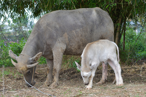Mother buffalo and baby buffalo are eating grass in the field, mother buffalo and baby buffalo are playing © Semoga