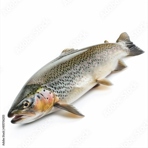 Trout isolated on white background 
