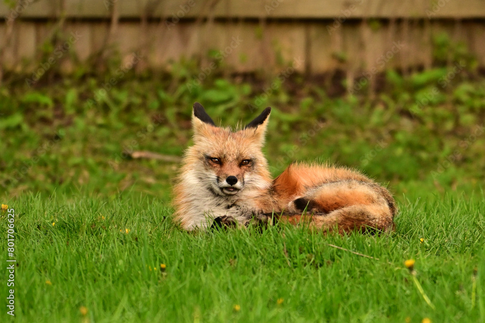 Urban wildlife photograph of a red fox keeping watch over her den Urban wildlife photograph of a red fox keeping watch over her den