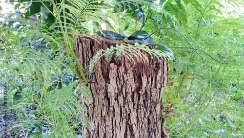 Dry tree trunk 