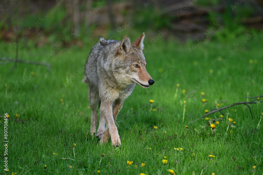 Fototapeta premium Urban wildlife a photograph of a coyote exploring a vacant lot 