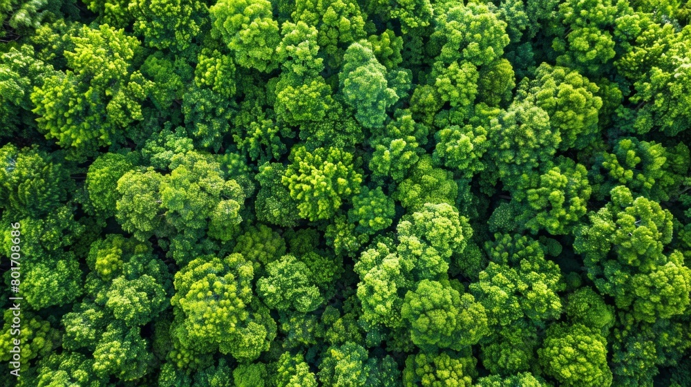 Aerial view, vibrant green forest in spring, natural tapestry from drone's eye, AI Generative