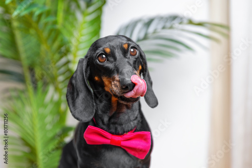 Funny playful dachshund dog in bright bow tie appetizing shows his tongue against the background of home plant in a cozy home, teasing, anticipating a delicious dessert for a birthday, holiday party