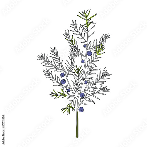 Juniper Flower One Line Drawing. concept continuous line draw design vector illustration