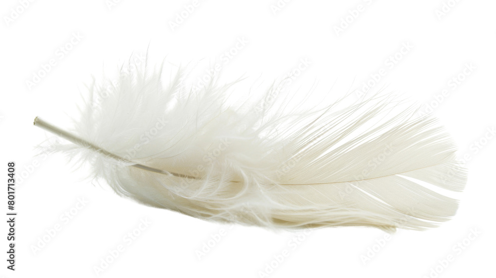 white feather white feather