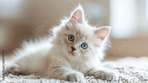 Cute long-haired white kitten with beautiful big blue eyes Ai generated photo