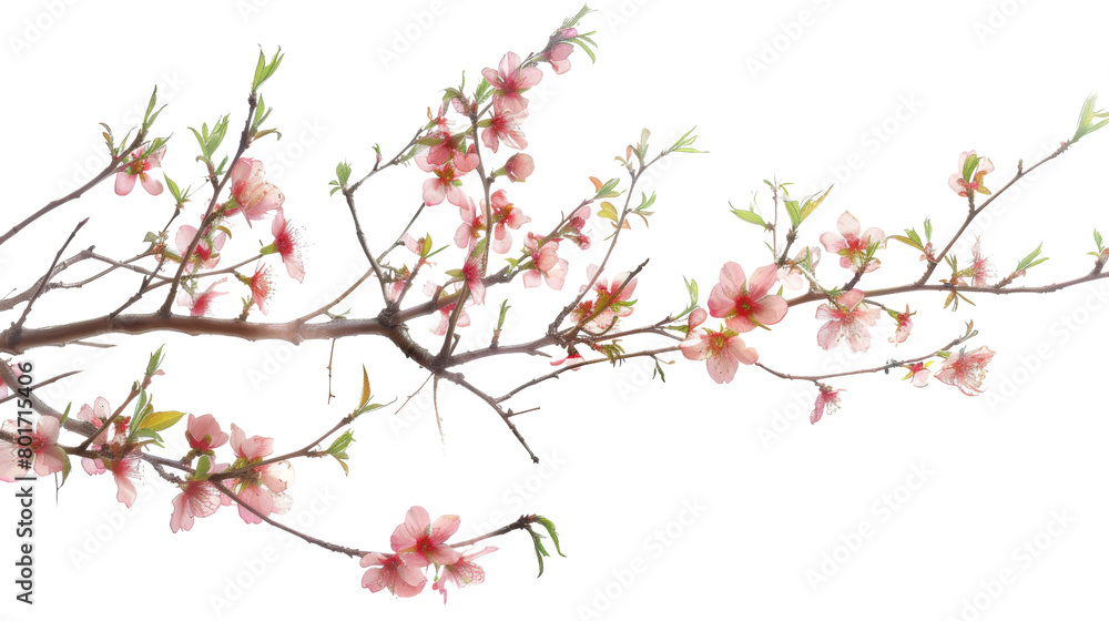 Tree branch flower Tree branch flower