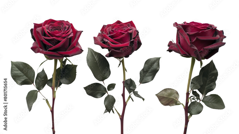 Fototapeta premium Red roses 