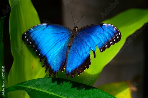 A Common Blue Morpho Butterfly at a Botanical Gardens Exhibit in Grand Rapids, Michigan.