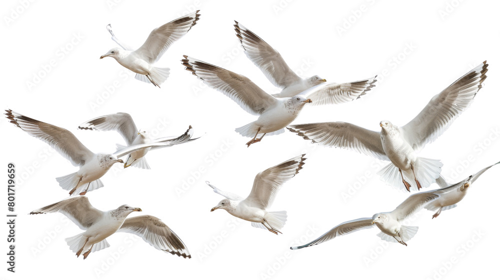 Obraz premium Flock of seagull bird