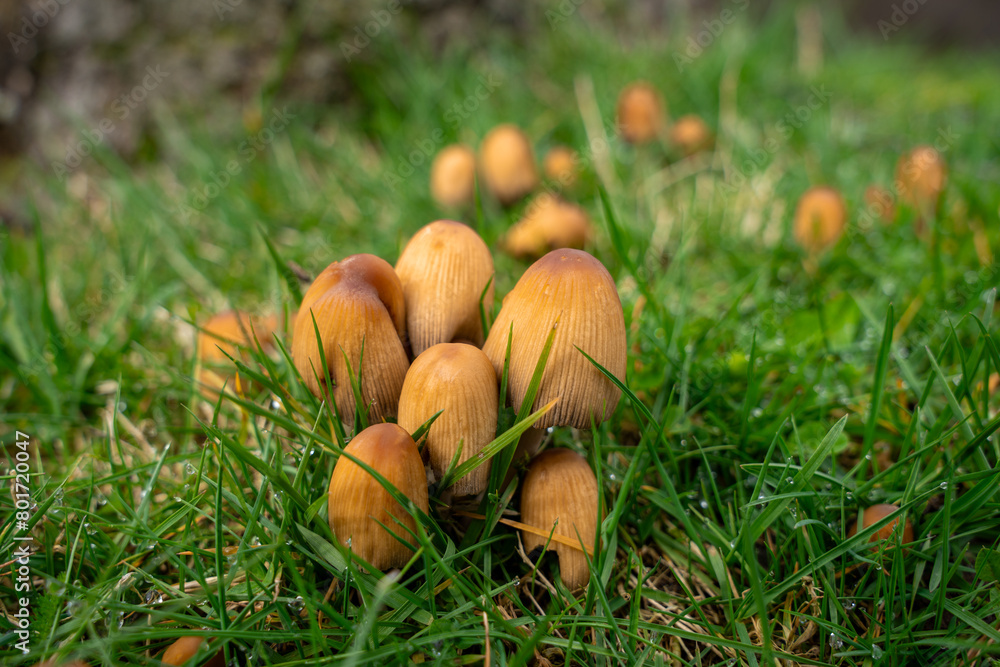 mushrooms growing in the grass, including one that has a few leaves. mushrooms growing in the grass, including one that has a few leaves.