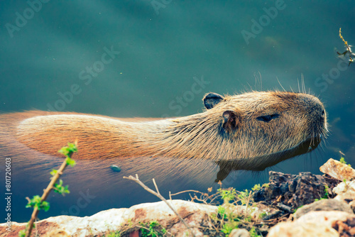 capivara tranquila no parque photo