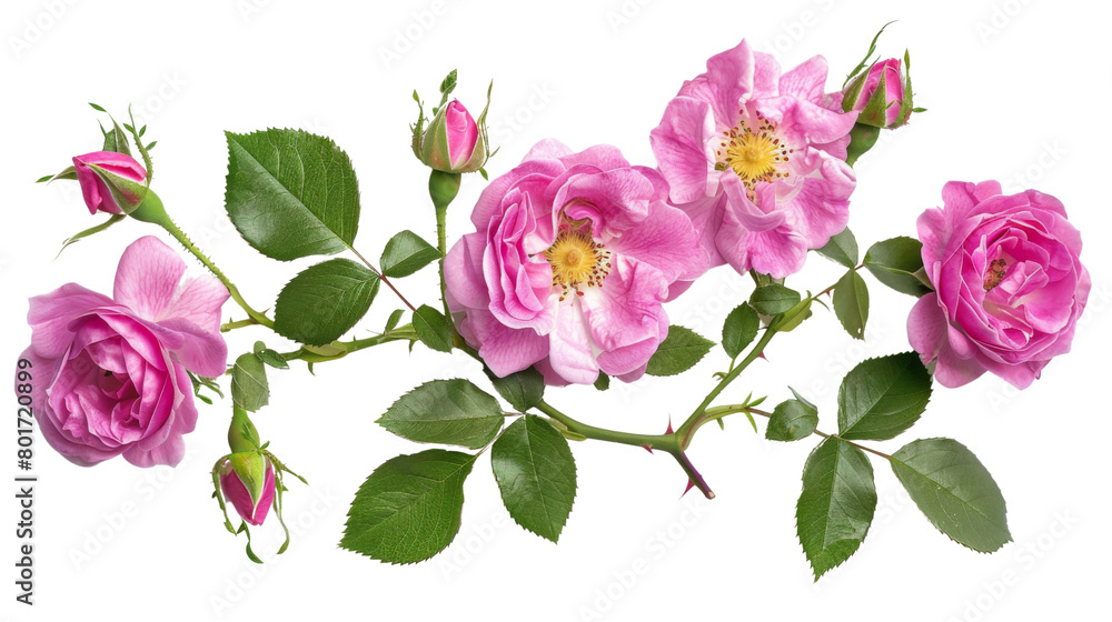 Fototapeta premium Rosa damascena