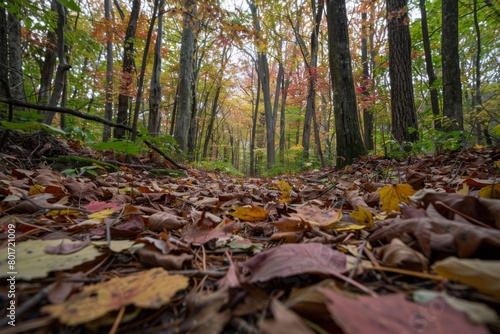 Low Angle View of Autumn Leaves on Forest Floor