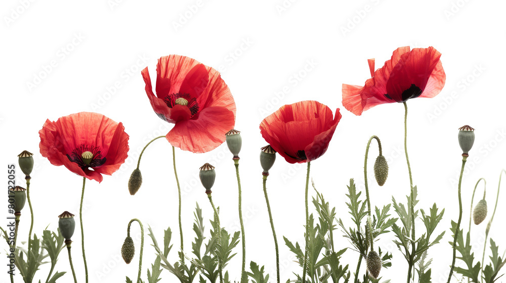 Obraz premium Red poppy flowers