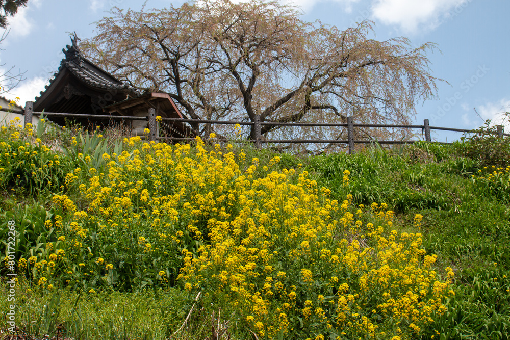 日本の春の花