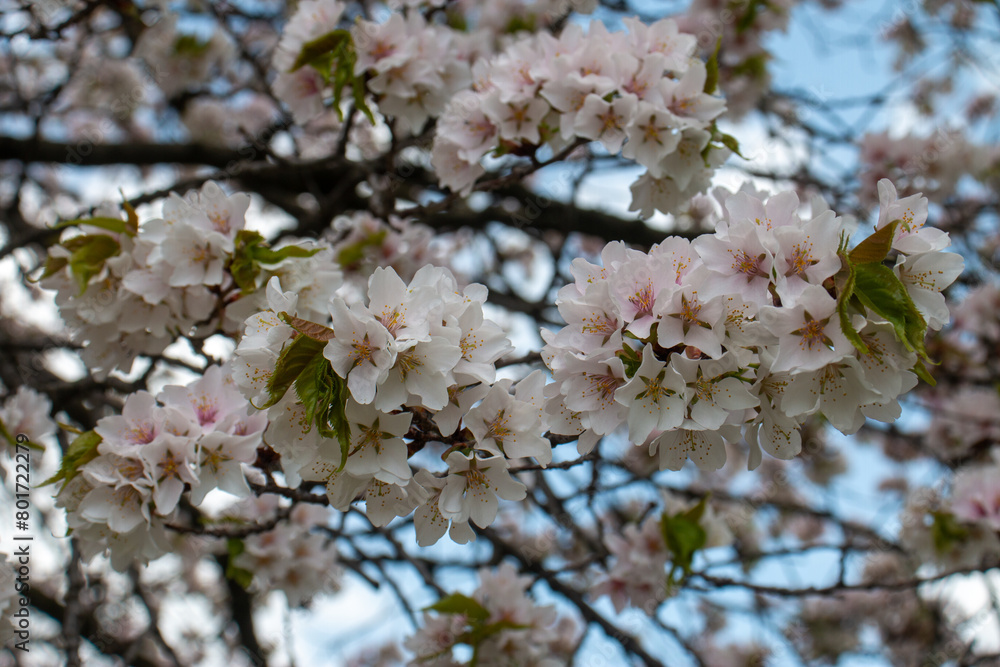 Obraz premium 日本の春の花