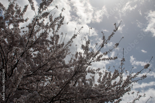 日本の春の花 © leap111