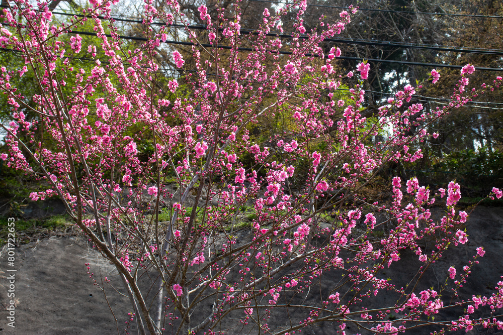 Obraz premium 日本の春の花