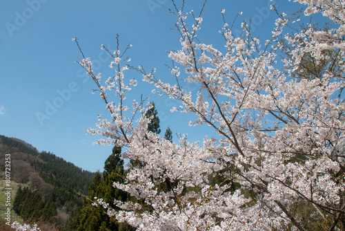 Wallpaper Mural 日本の春の花 Torontodigital.ca