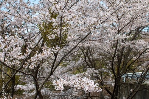 Wallpaper Mural 日本の春の花 Torontodigital.ca