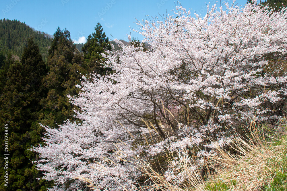 春に咲く花