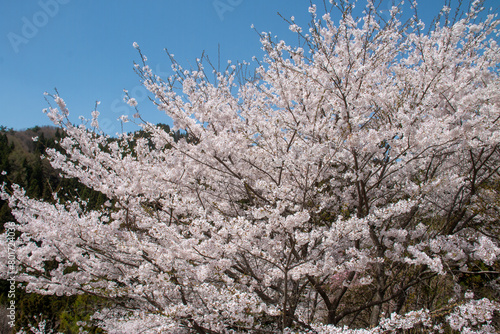Wallpaper Mural 春に咲く花 Torontodigital.ca