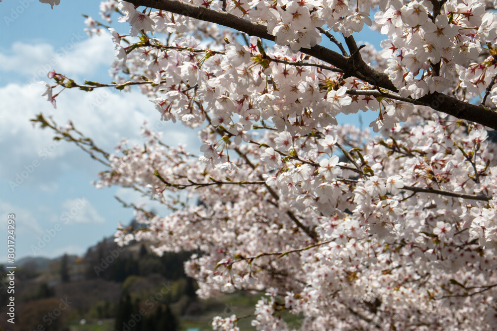 Fototapeta premium 日本の桜