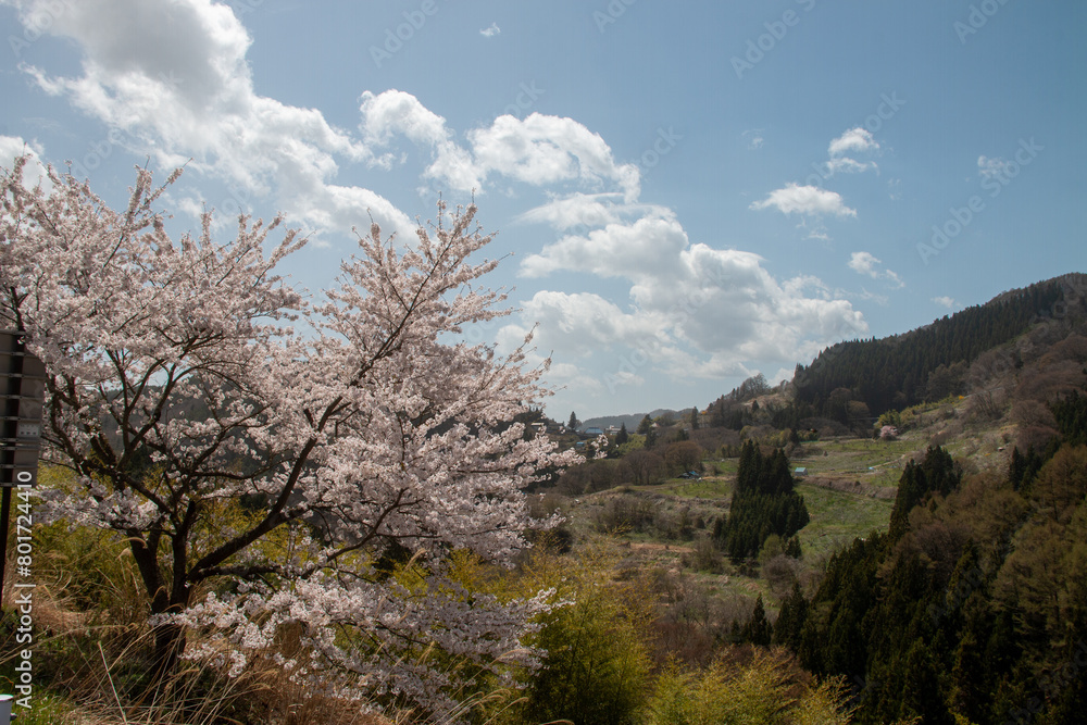 日本の桜