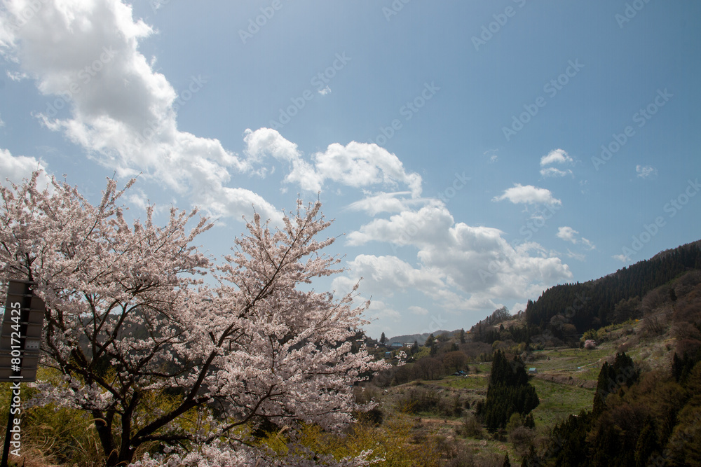 日本の桜